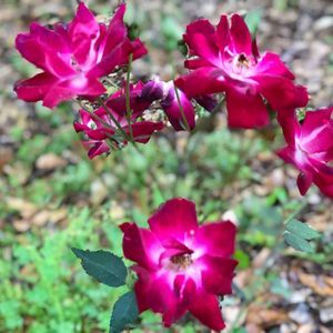 Meet your Posher, Lana